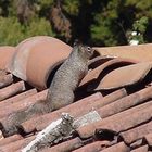 Squirrel On The Roof