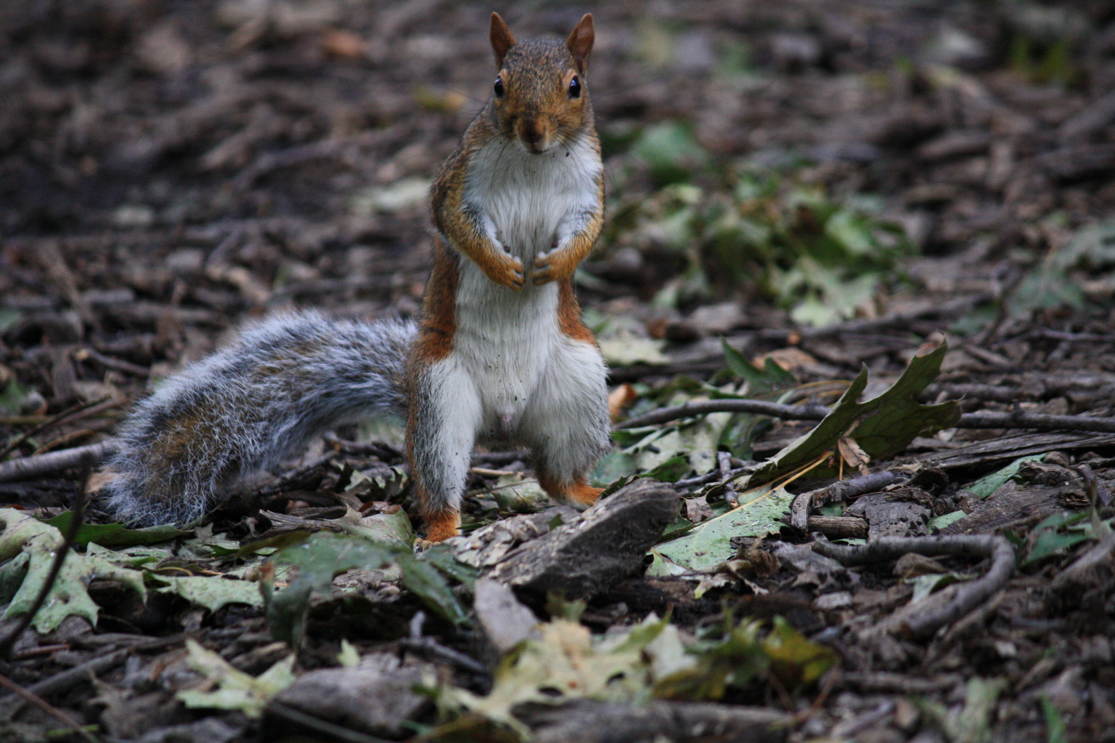 Squirrel on tour at central Park