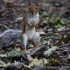 Squirrel on tour at central Park