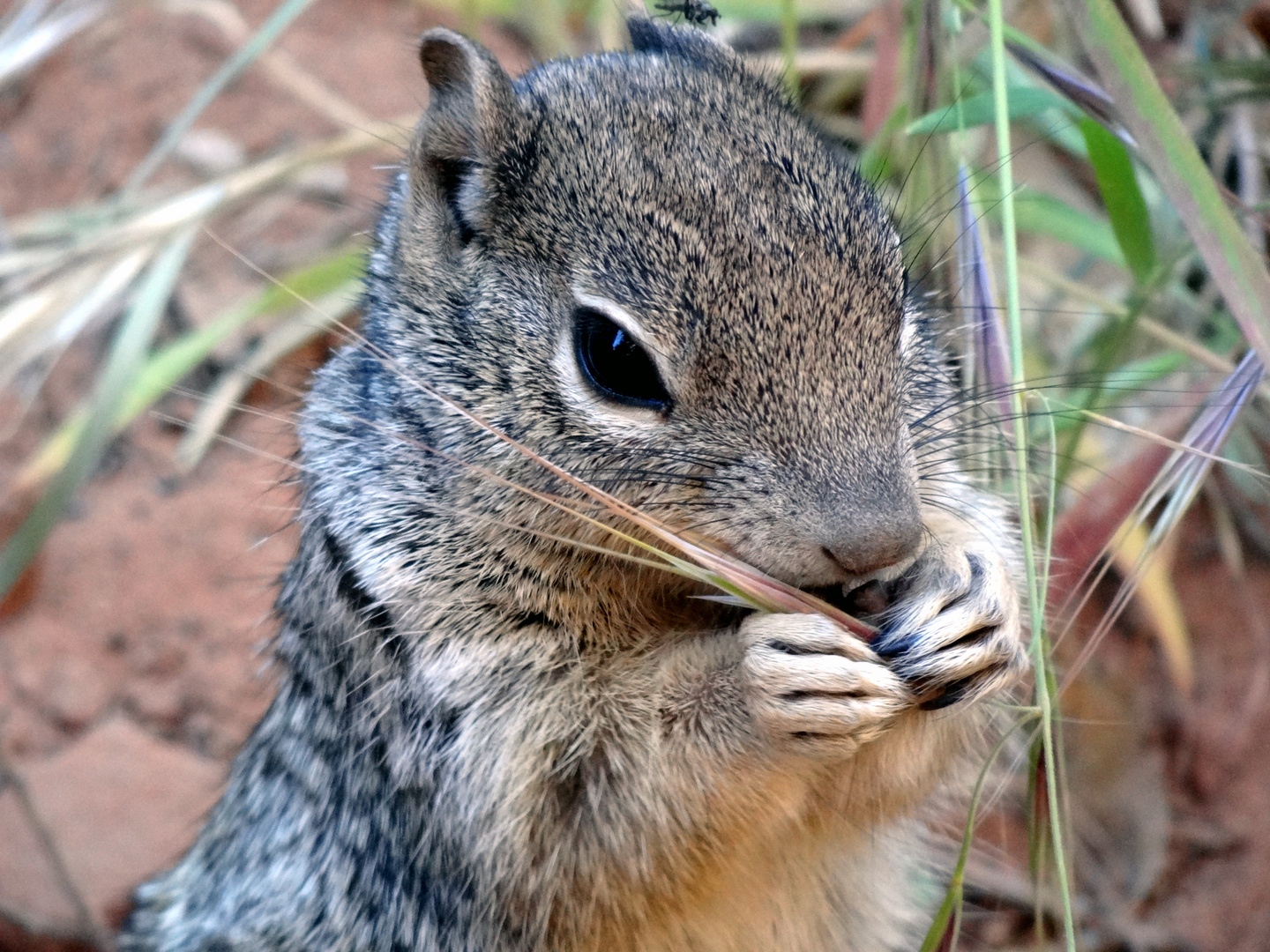 Squirrel .....ooohhh, wie niedlich