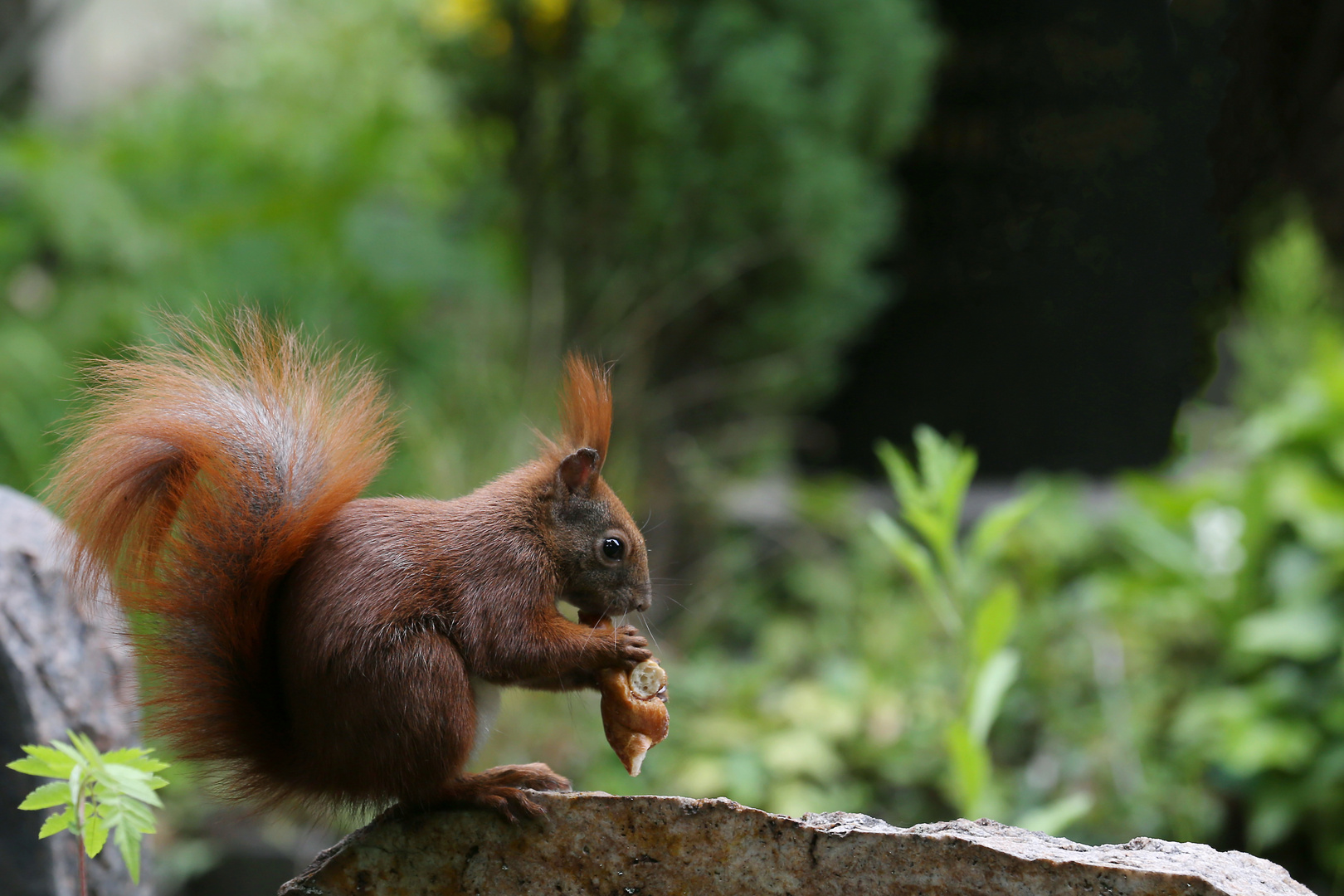 Squirrel plays the Prezel Sax