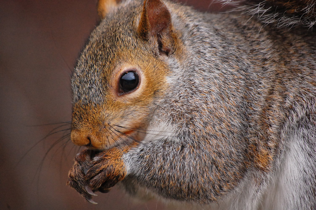 Squirrel portrait