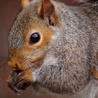 Squirrel portrait