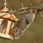 Squirrel-proof