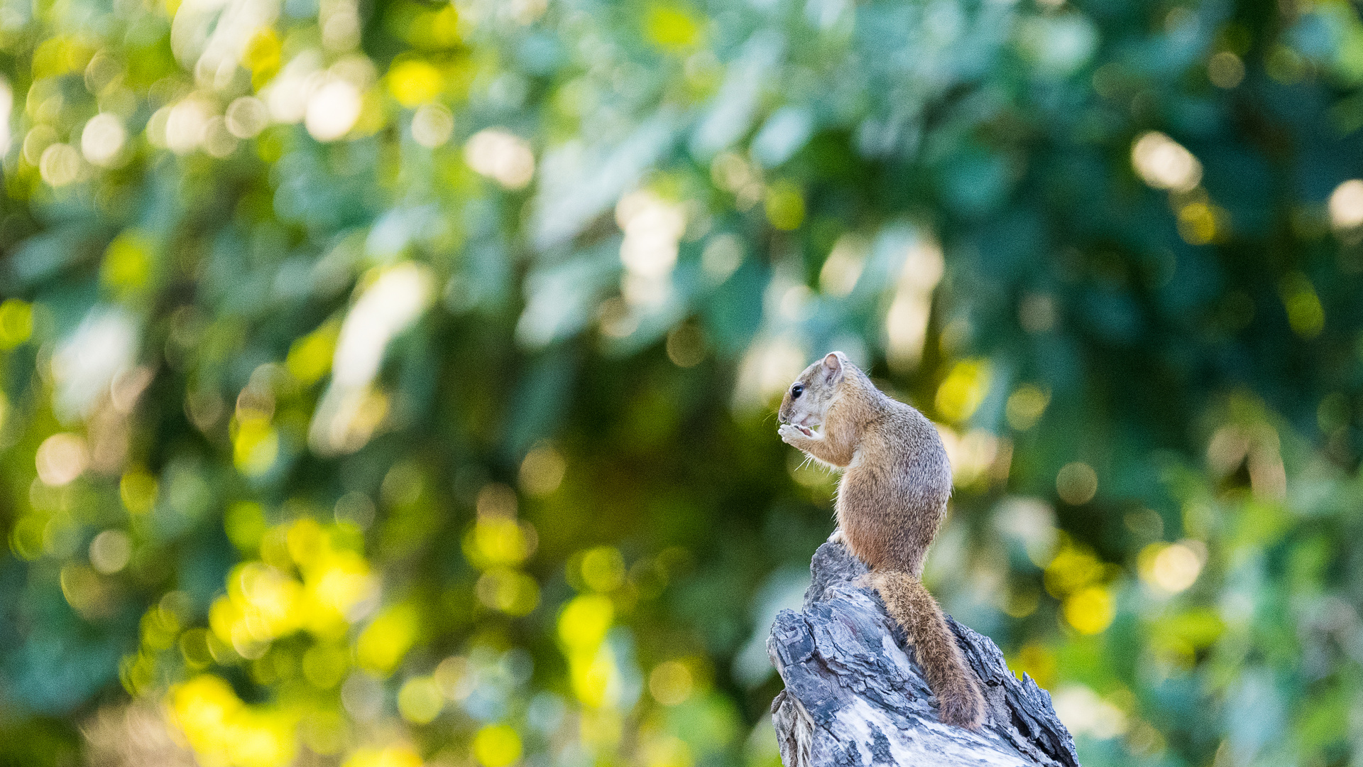 Squirrel, Sambia, Lower Zambezi