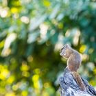 Squirrel, Sambia, Lower Zambezi