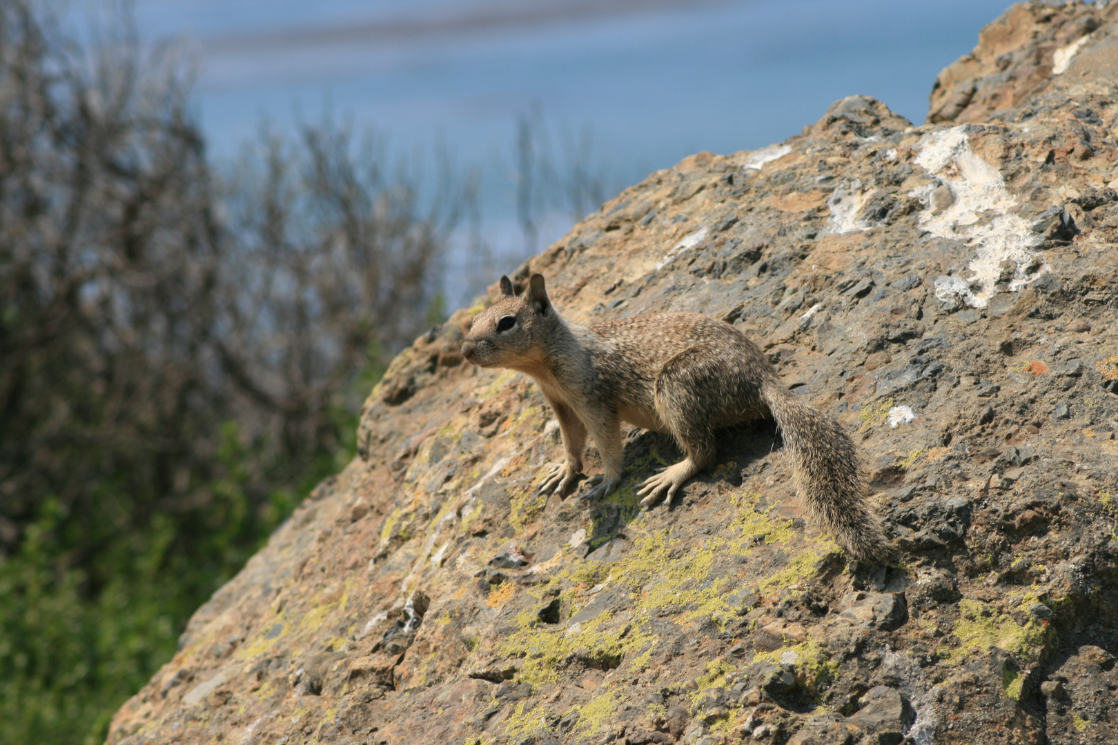 Squirrel ..... Sonnenplatz