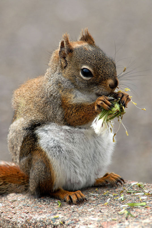 Squirrel wählt die Pusteblumen-Diät...