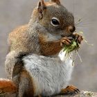 Squirrel wählt die Pusteblumen-Diät...