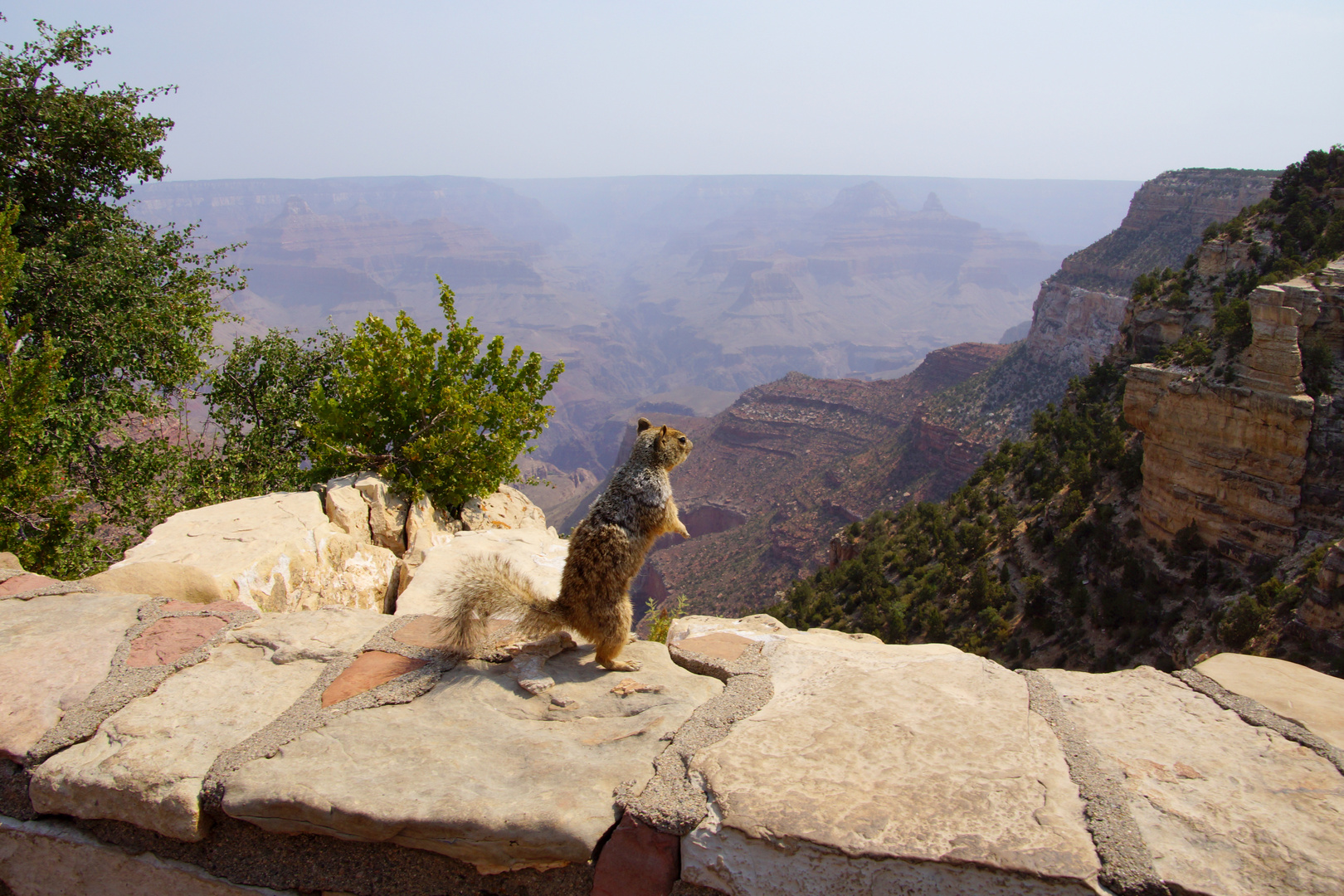 Squirrel watching over the Grand Canyon