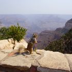 Squirrel watching over the Grand Canyon