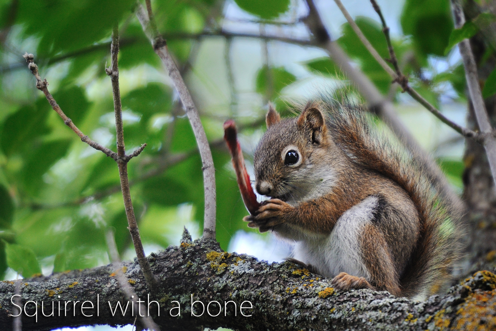 Squirrel with a bone