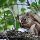 Squirrel with a bone