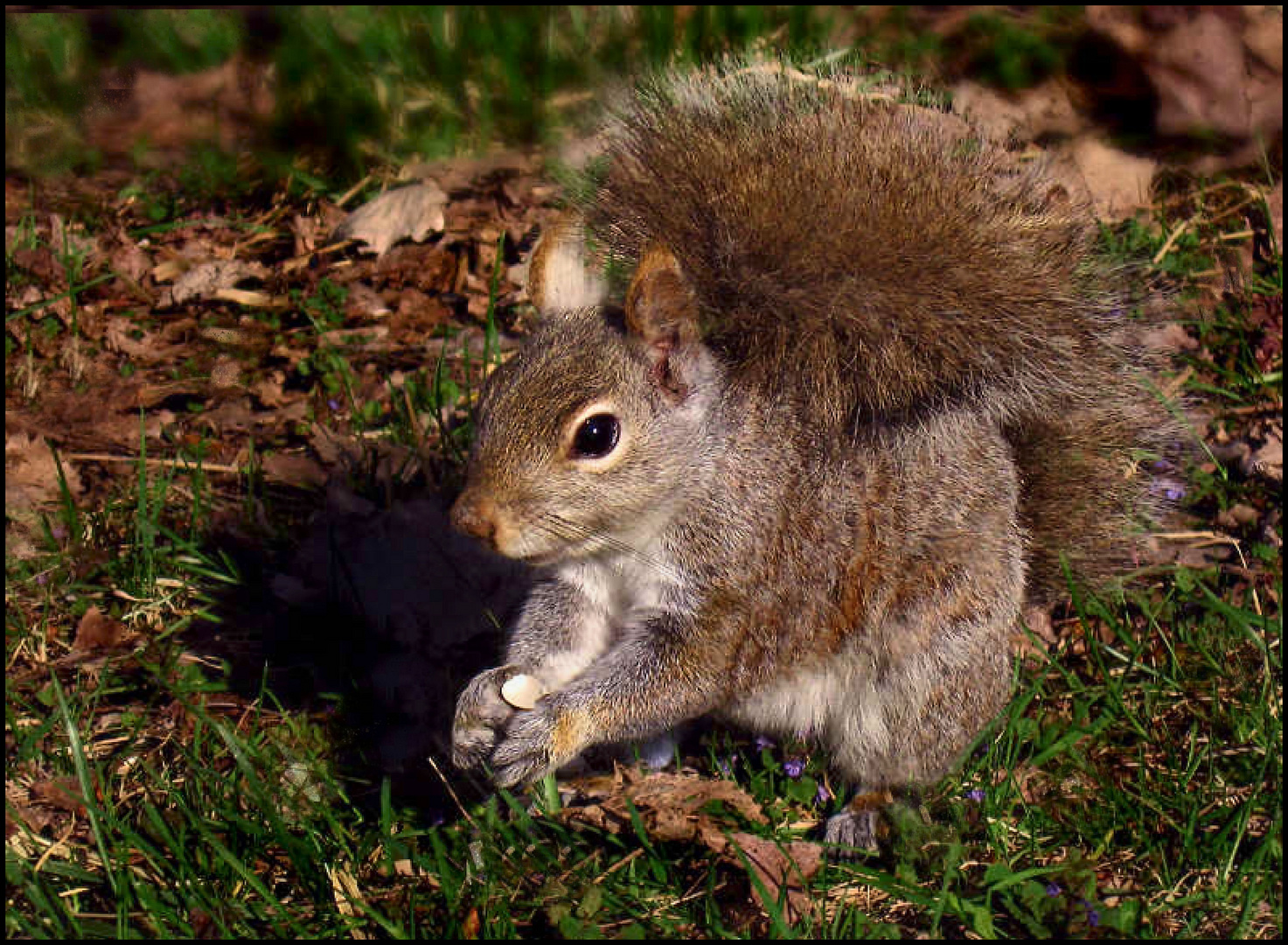 Squirrel with a bushy tail