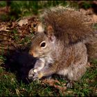 Squirrel with a bushy tail