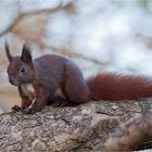 Squirrel with a special colour