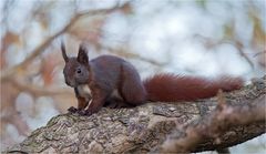 Squirrel with a special colour