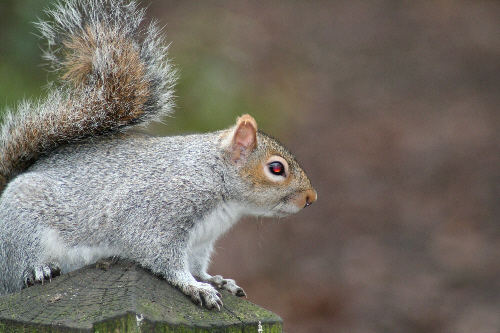 Squirrel - with demonic possession