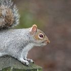 Squirrel - with demonic possession