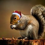 Squirrel wünscht FROHE WEIHNACHTEN