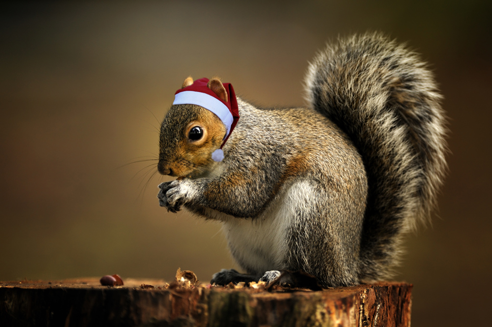 Squirrel wünscht FROHE WEIHNACHTEN