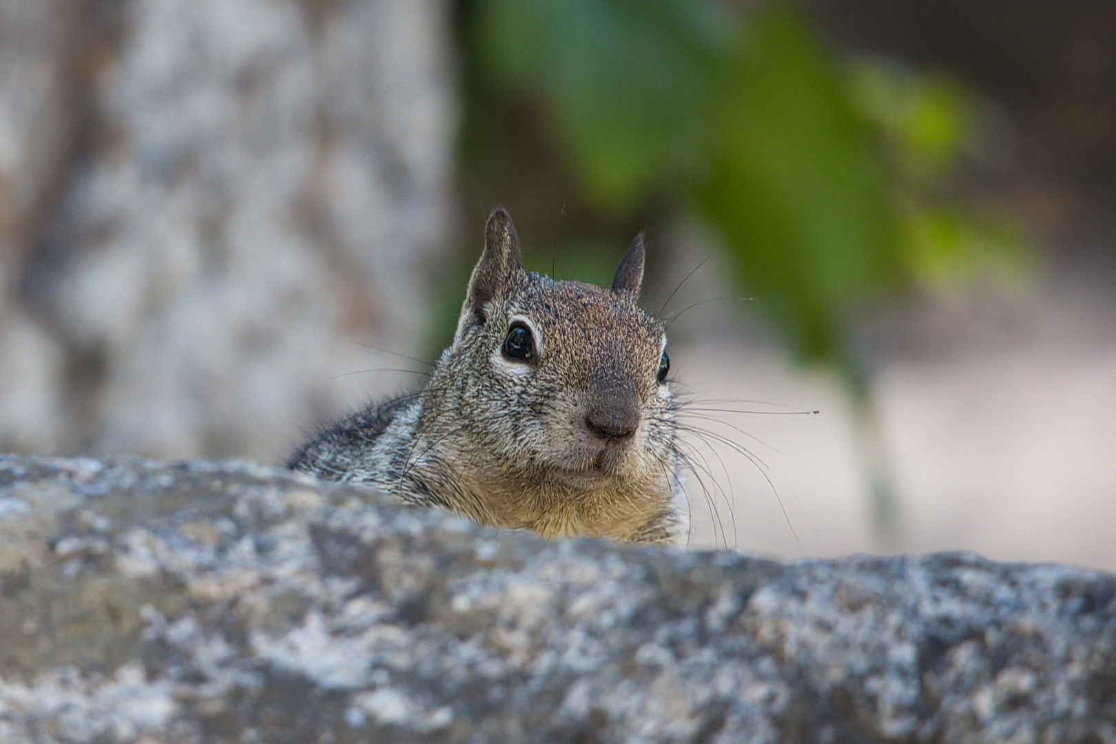 Squirrel Yosemite National Park