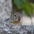 Squirrel Yosemite National Park