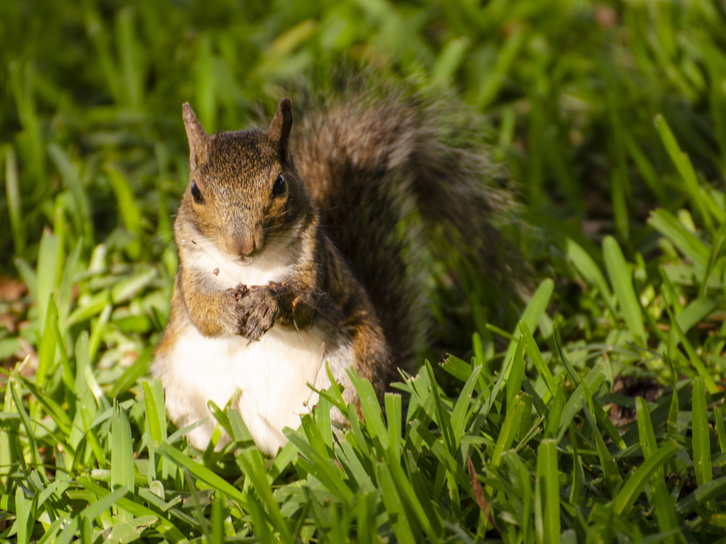 Squirrel_Florida