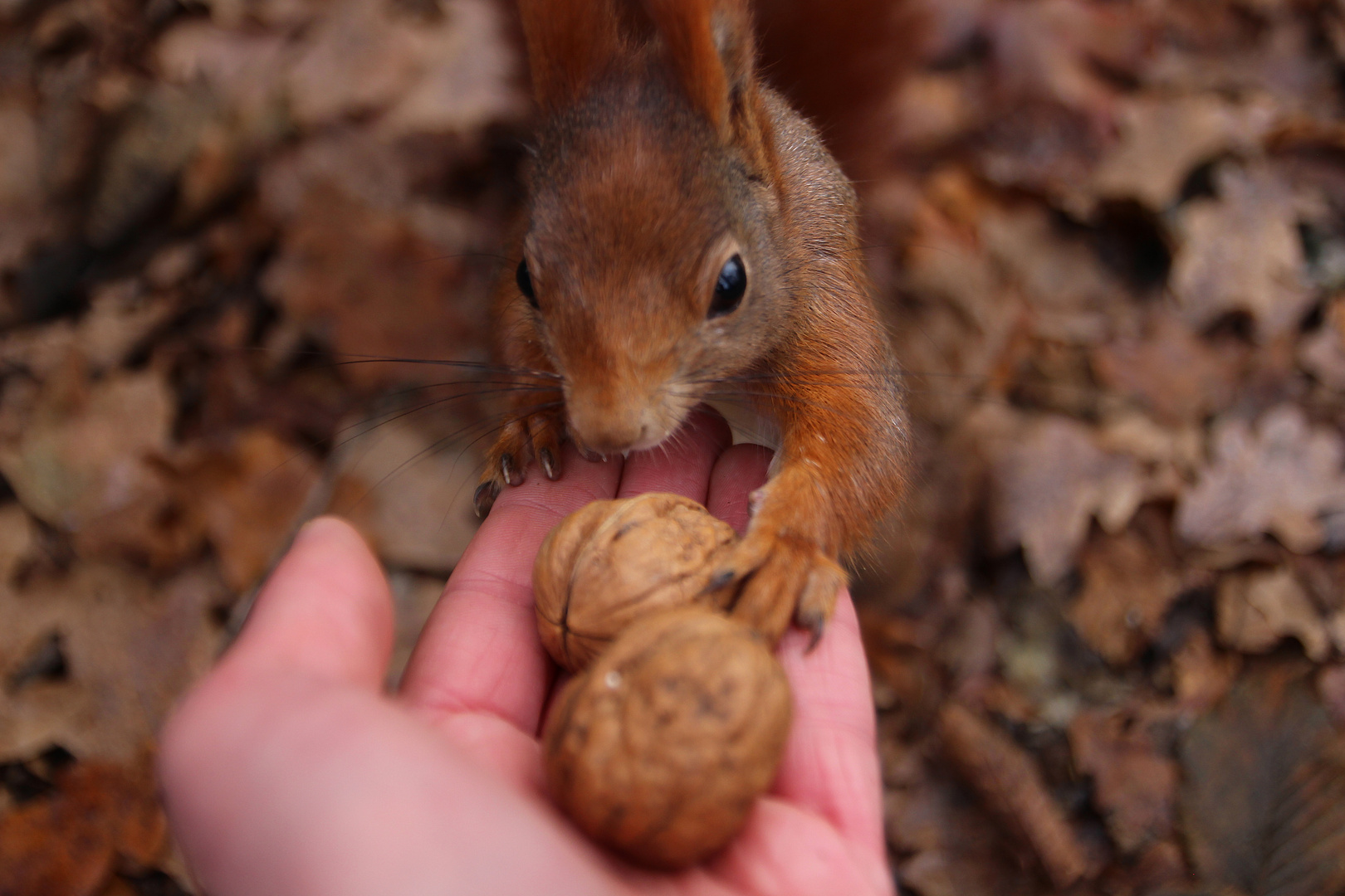 Squirrelfriendship