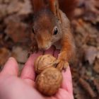 Squirrelfriendship