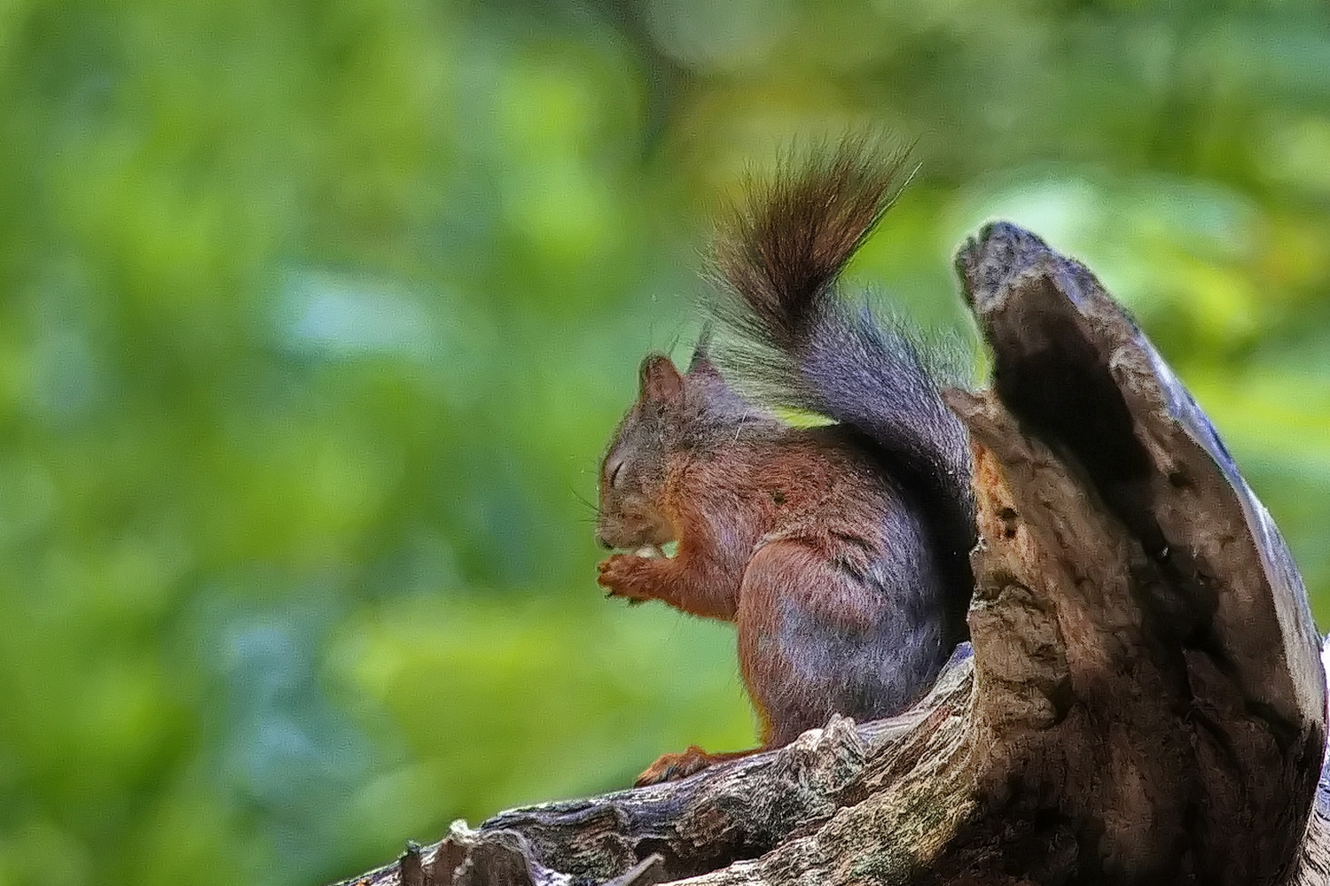 Squirrell