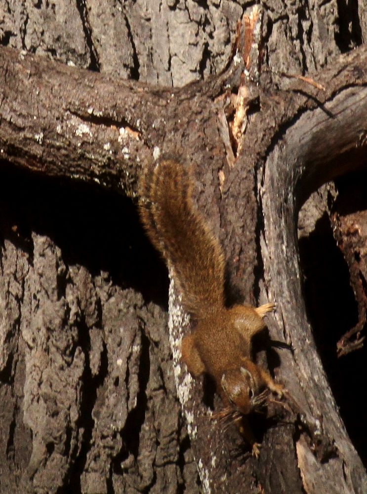 Squirrell Acl
