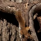 Squirrell Acl