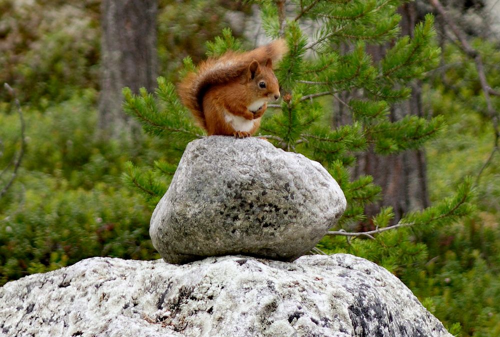 squirrel_lookout foto & bild | wald, sommer, eichhörnchen