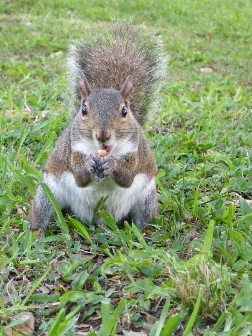 Squirrelmania