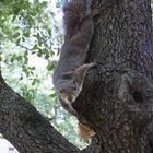 Squirrelmania