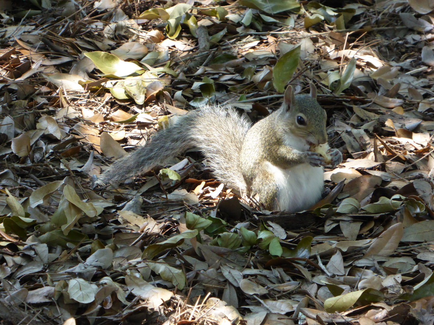 Squirrelmania