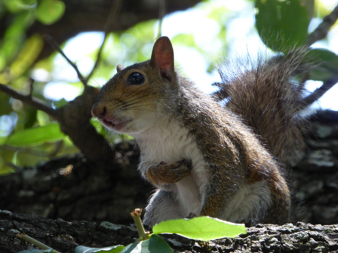 Squirrelmania