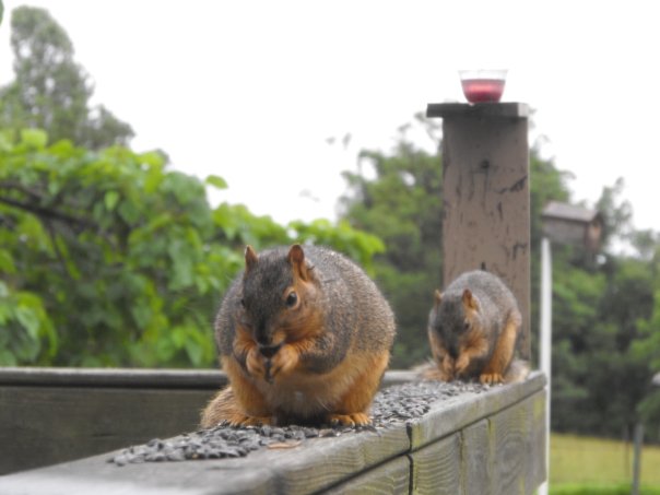 Squirrels