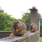 Squirrels