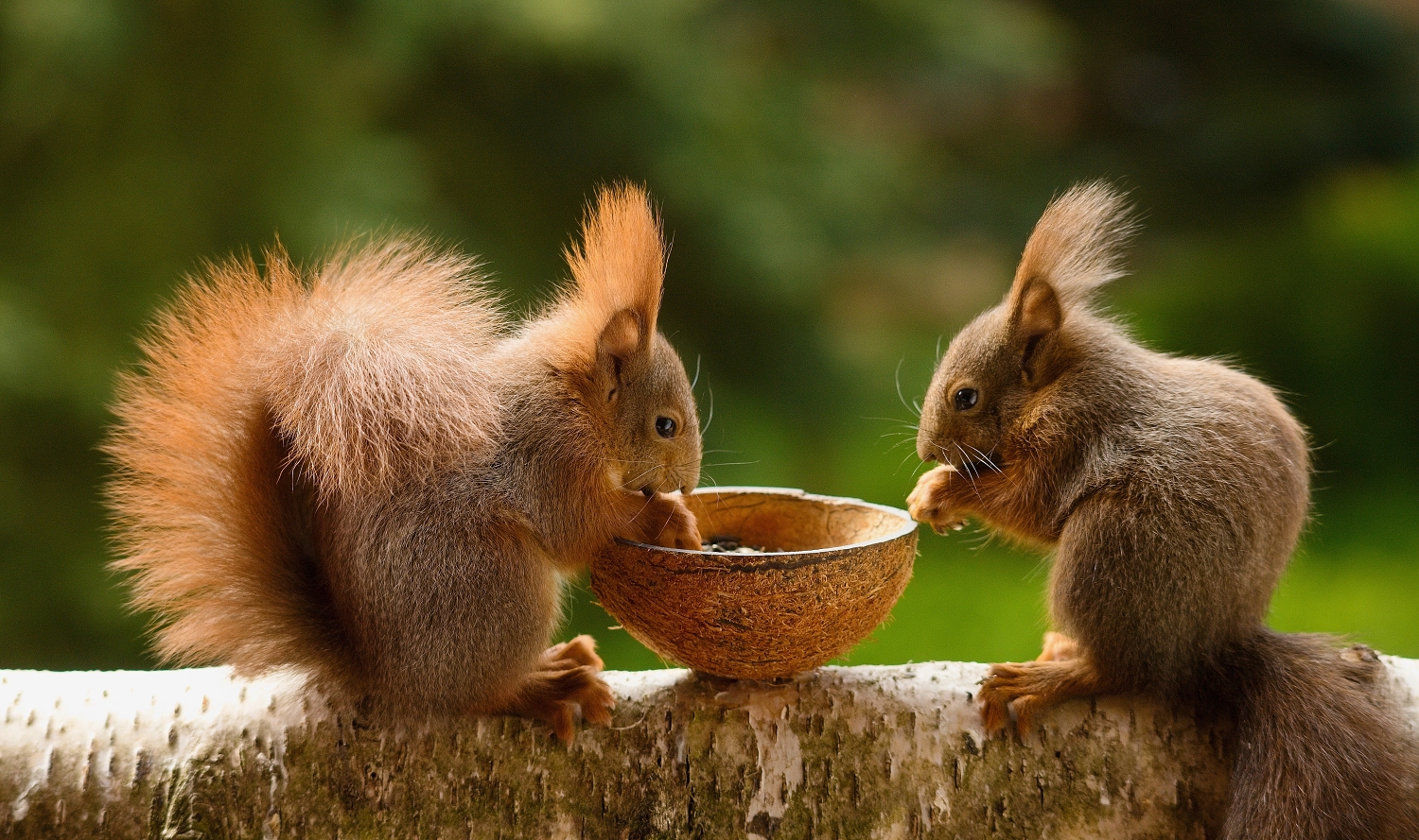 Squirrels at the feeder