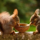 Squirrels at the feeder