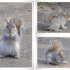 Squirrels! Damn Cute :D