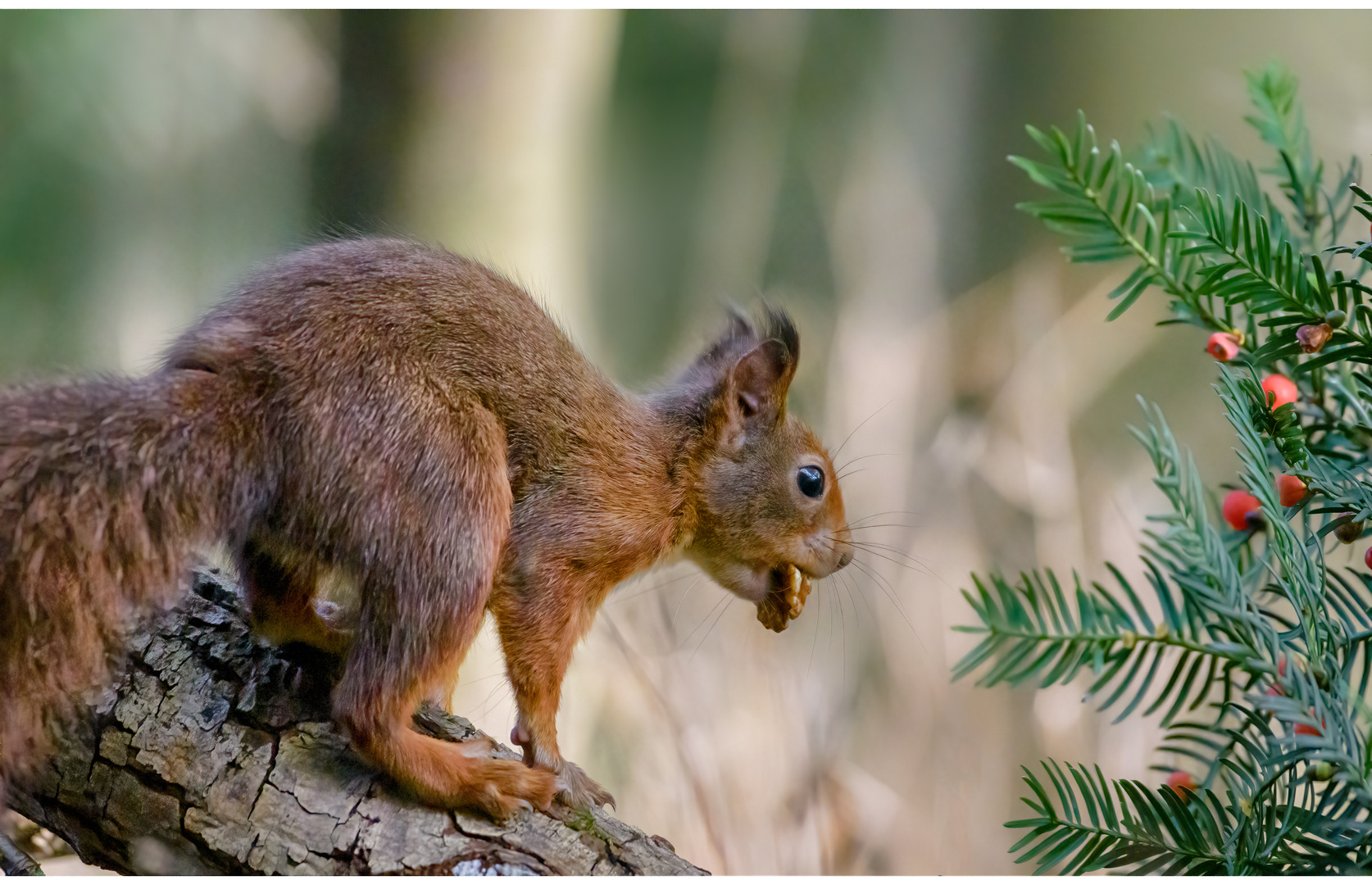 Squirrels Delight