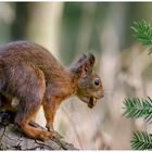 Squirrels Delight