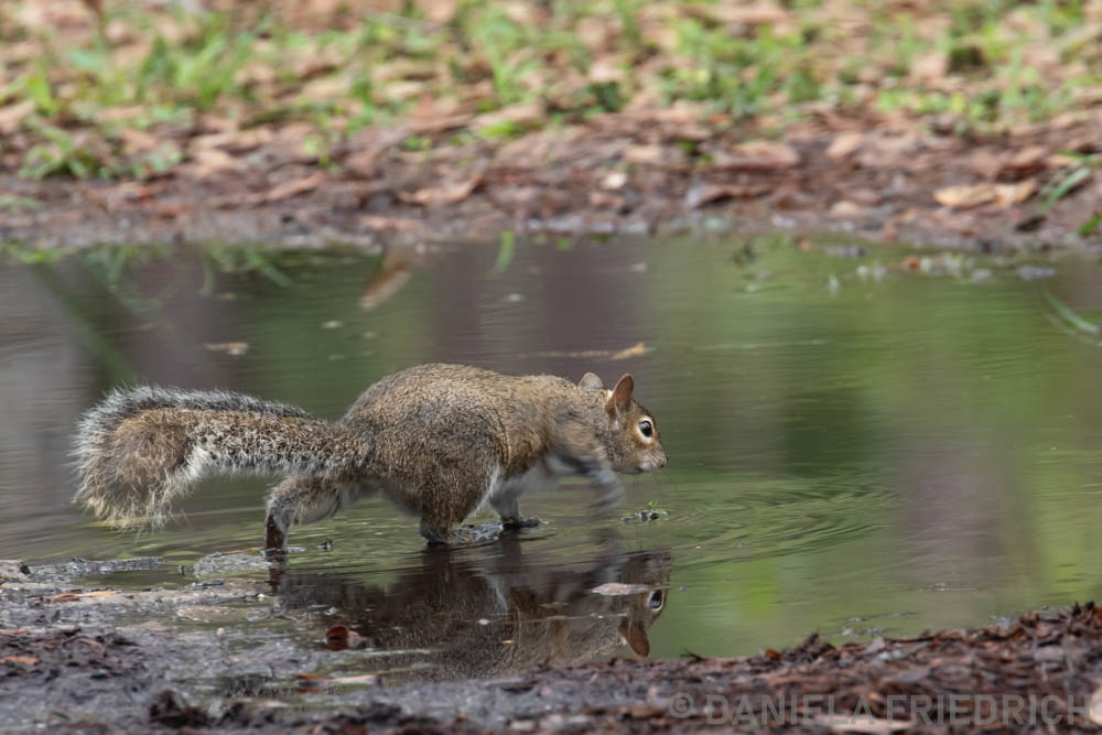 Squirrels don't like Water