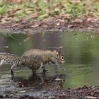 Squirrels don't like Water