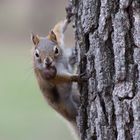 Squirrels don't share nuts!