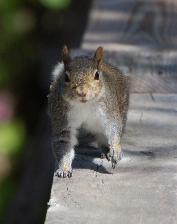 Squirrels im Okefenokee Swamp