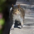 Squirrels im Okefenokee Swamp